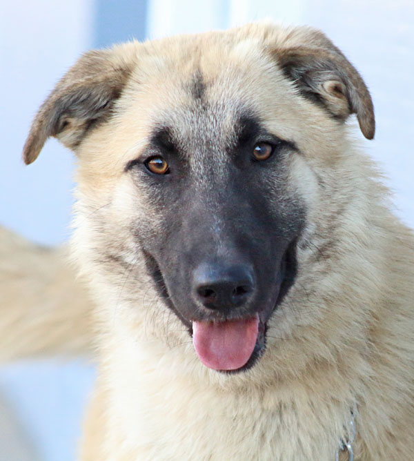 Anatolian Shepherd Mix Breeds: A Comprehensive Guide to the 5 Unique Blend