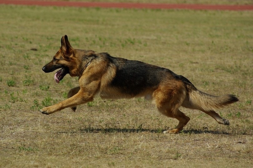 How Fast Can a German Shepherd Run? Unraveling the Speed Secrets of German Shepherds