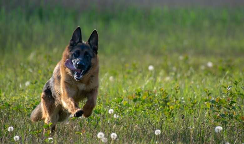 How Fast Can a German Shepherd Run? Unraveling the Speed Secrets of German Shepherds