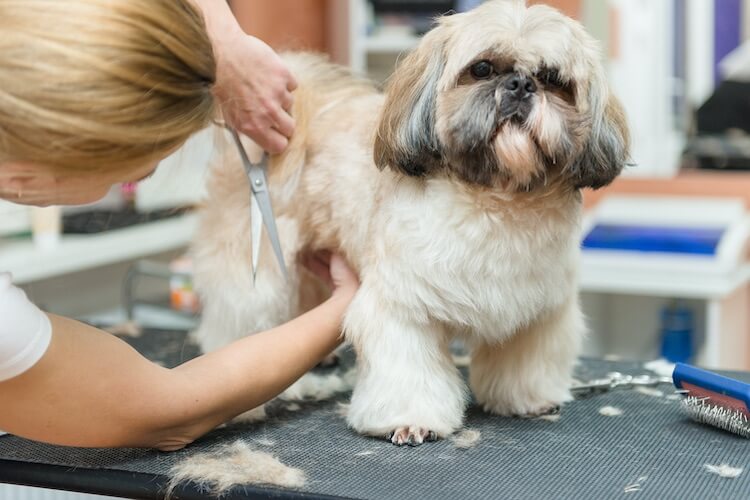 5 Creative Shih Tzu Haircuts to Try Today