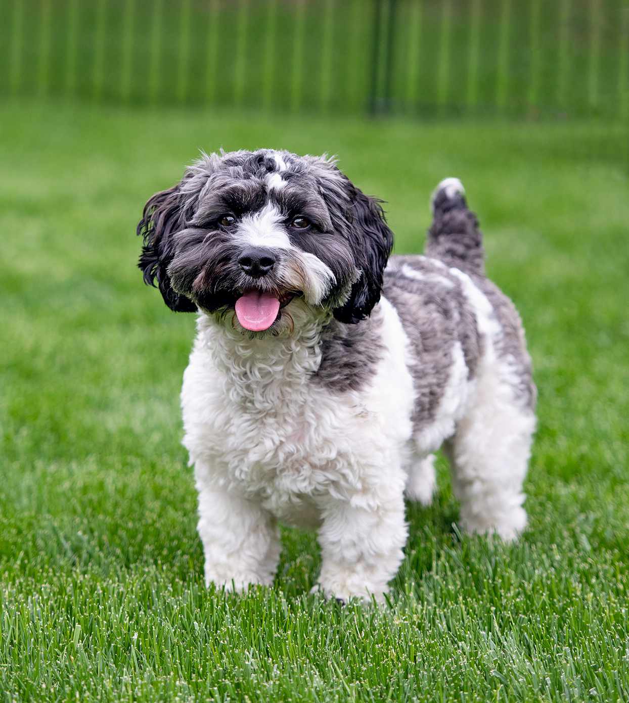 How to Groom a Havanese Perfectly: A Comprehensive Havanese Grooming Manual