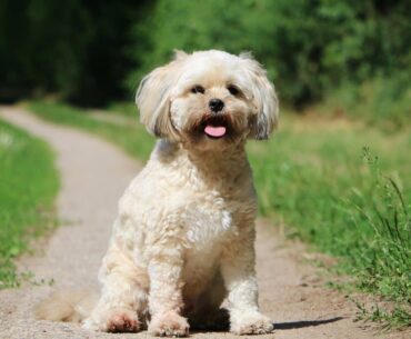 The Ultimate Guide to Havanese Poodle Mix: Traits, Care, and More