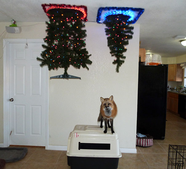  8 Exclusive Tips and Tricks on How to Keep Dogs Away From Christmas Tree