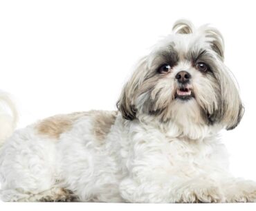 How Long Does a Shih Tzu Live ? 7 Tips to Ensure a Healthy and Happy Life for Your Shih Tzu