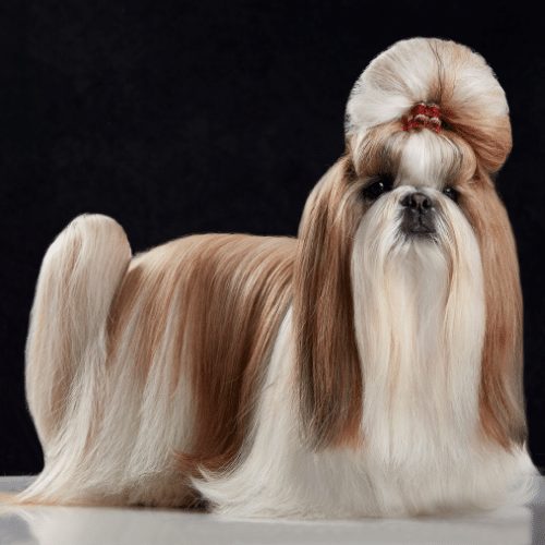 5 Creative Shih Tzu Haircuts to Try Today