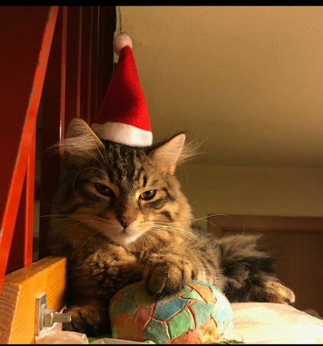 Hilarious Christmas Cat Meme to Brighten Your Holiday this 2023