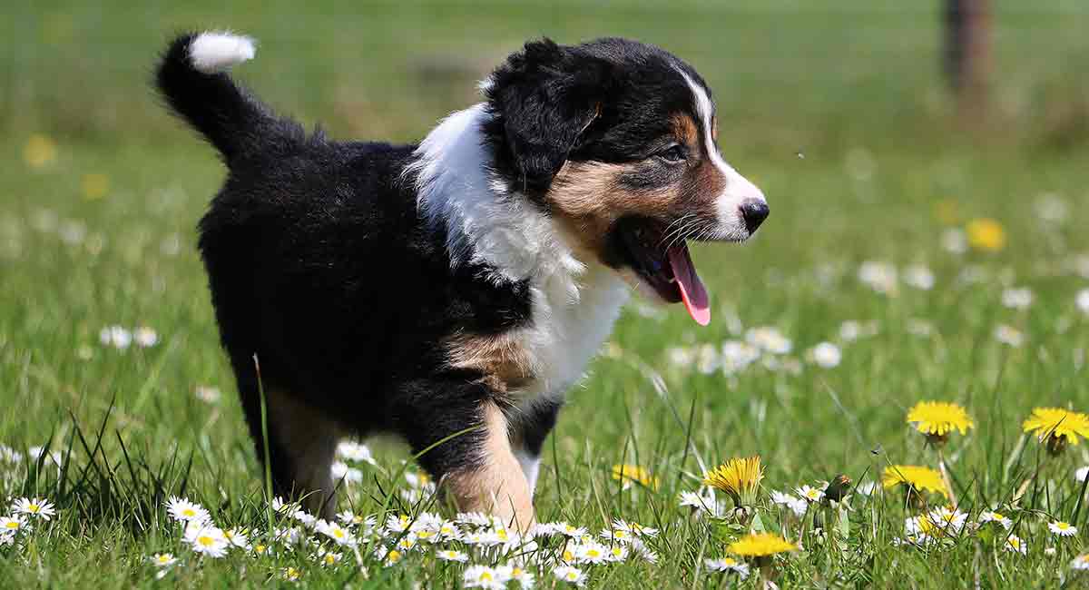 The Magic of Mini Bernese Mountain Dog