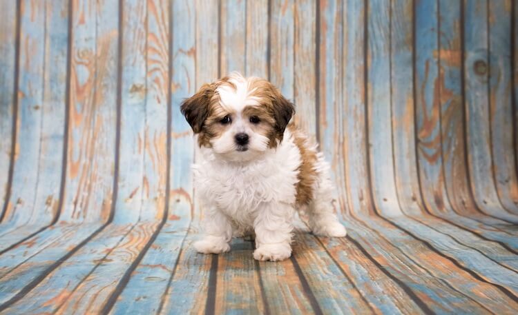  Shih Tzu Poodle Mix Breed Unraveled: The Best of Both Worlds