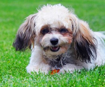 Shih Tzu Poodle Mix Breed Unraveled: The Best of Both Worlds