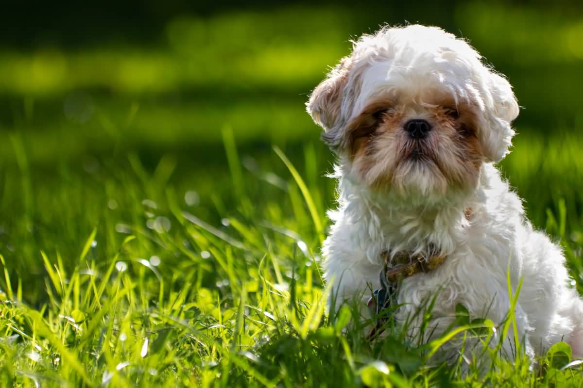  Shih Tzu Poodle Mix Breed Unraveled: The Best of Both Worlds