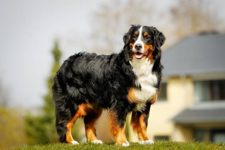  Bernese Mountain Dog for Sale: A Buyer's Comprehensive Guide