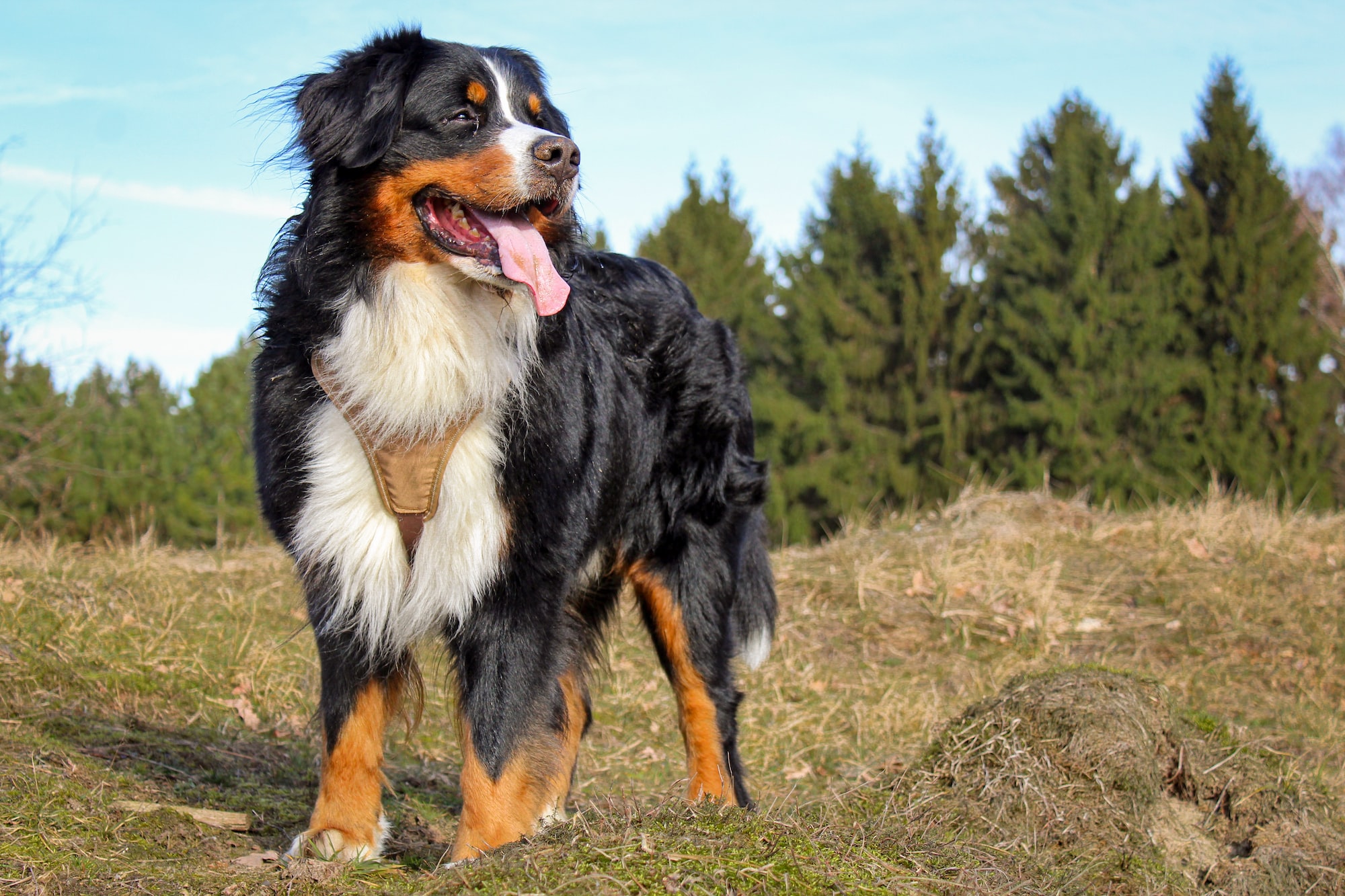  Bernese Mountain Dog for Sale: A Buyer's Comprehensive Guide