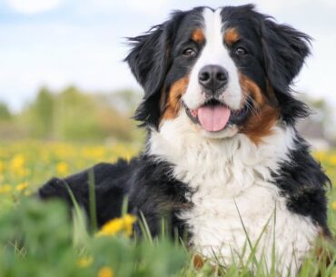 Bernese Mountain Dog for Sale: A Buyer's Comprehensive Guide