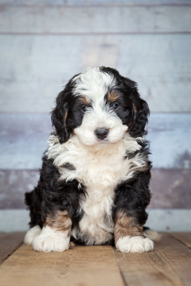 Bernese Mountain Dog Poodle Mix: Unveiling the Best of 2 Breeds in One Adorable Companion