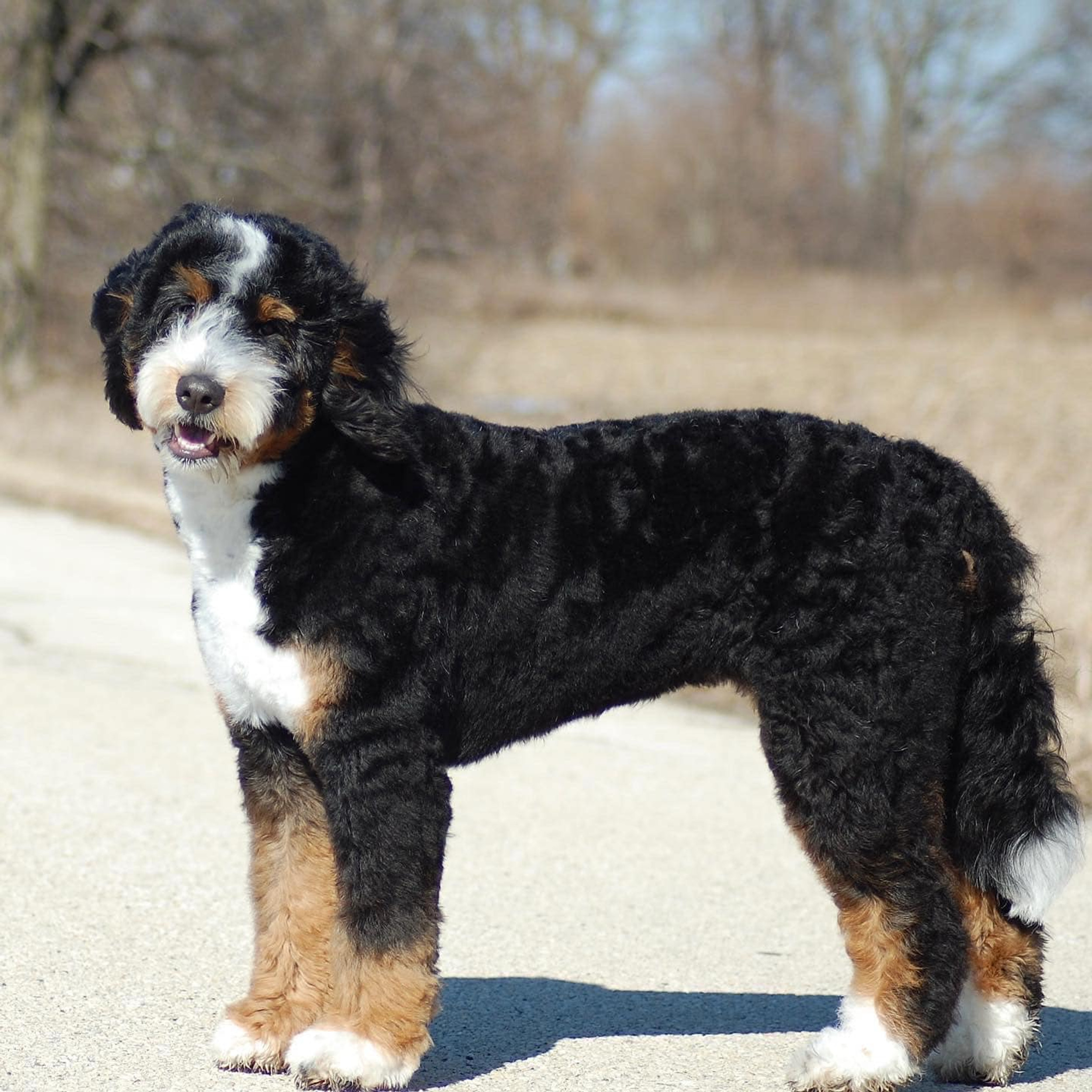 Bernese Mountain Dog Poodle Mix: Unveiling the Best of 2 Breeds in One Adorable Companion