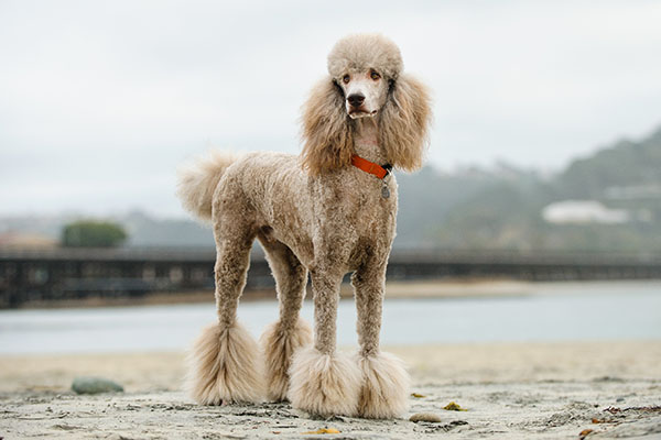 The Ultimate Guide to Havanese Poodle Mix: Traits, Care, and More