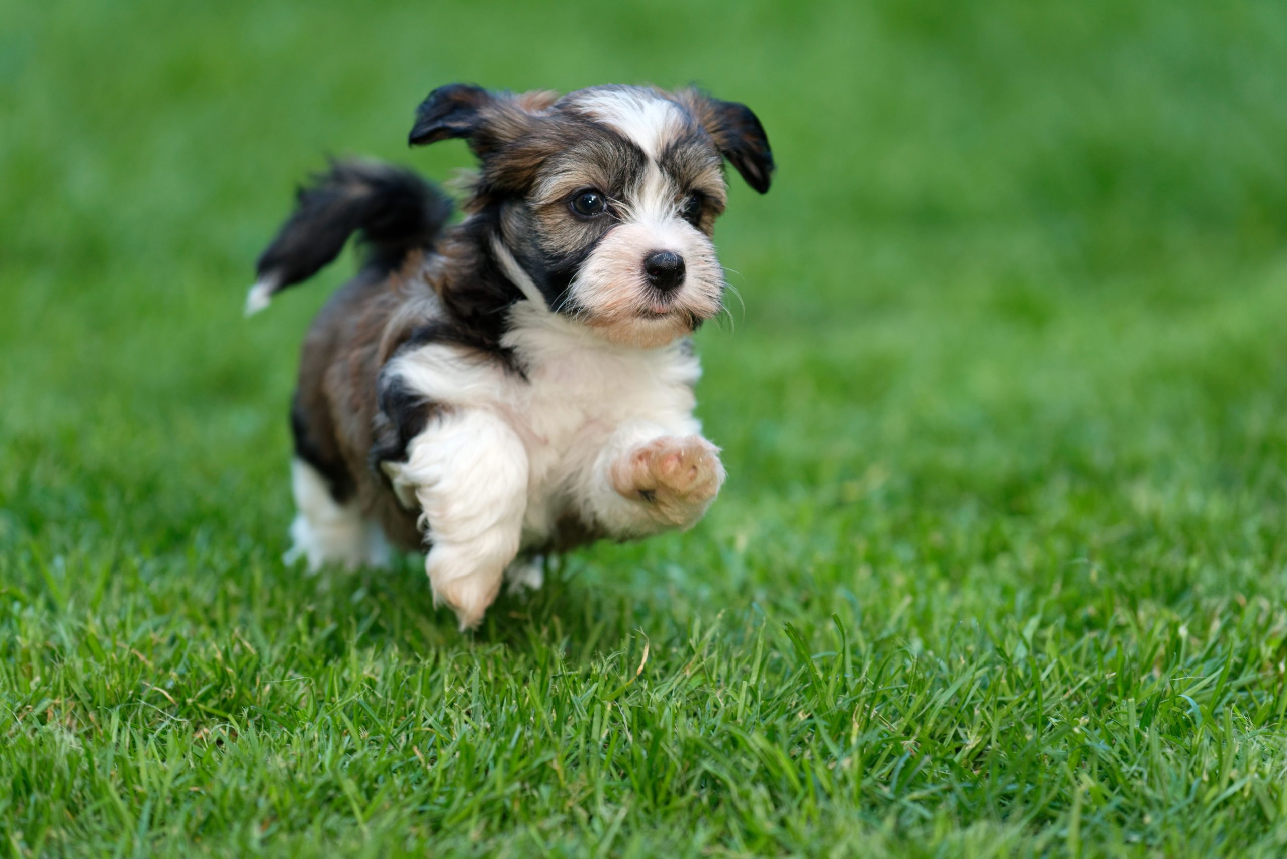 How Much is a Havanese Puppy? Comprehensive Guide to the Cost of Havanese Puppy