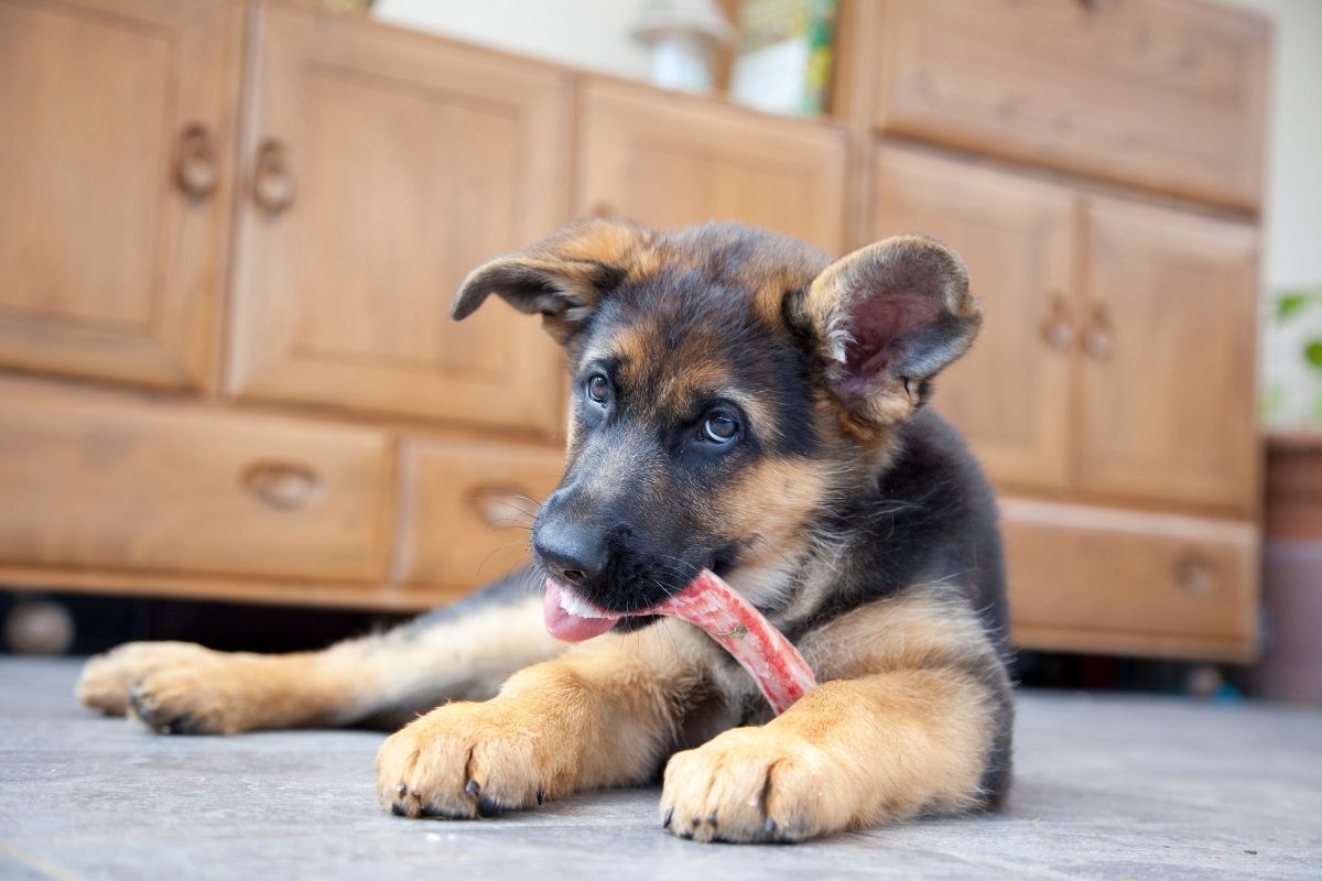 How Much is a German Shepherd Puppy? Evaluating the True Price of German Shepherd Puppies in 2024