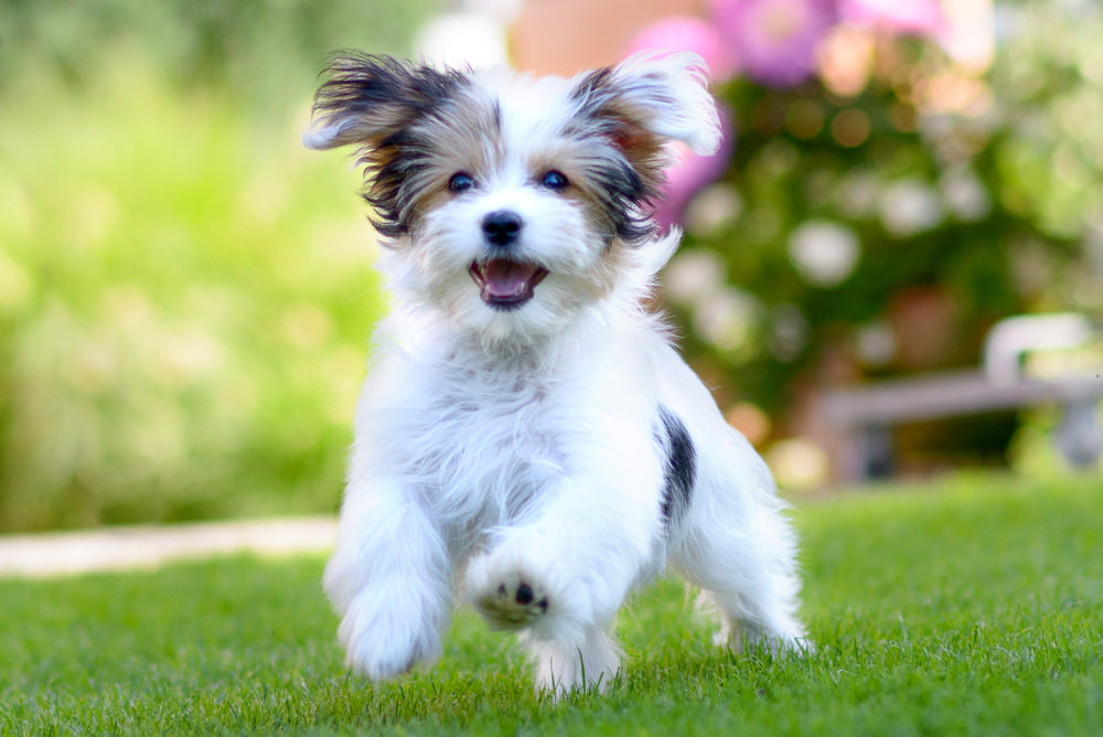 How Much is a Havanese Puppy? Comprehensive Guide to the Cost of Havanese Puppy