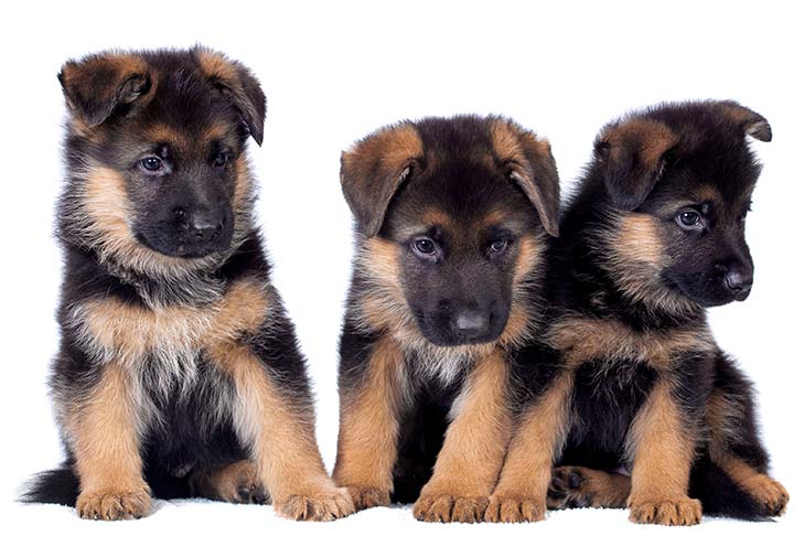 How Much is a German Shepherd Puppy? Evaluating the True Price of German Shepherd Puppies in 2024