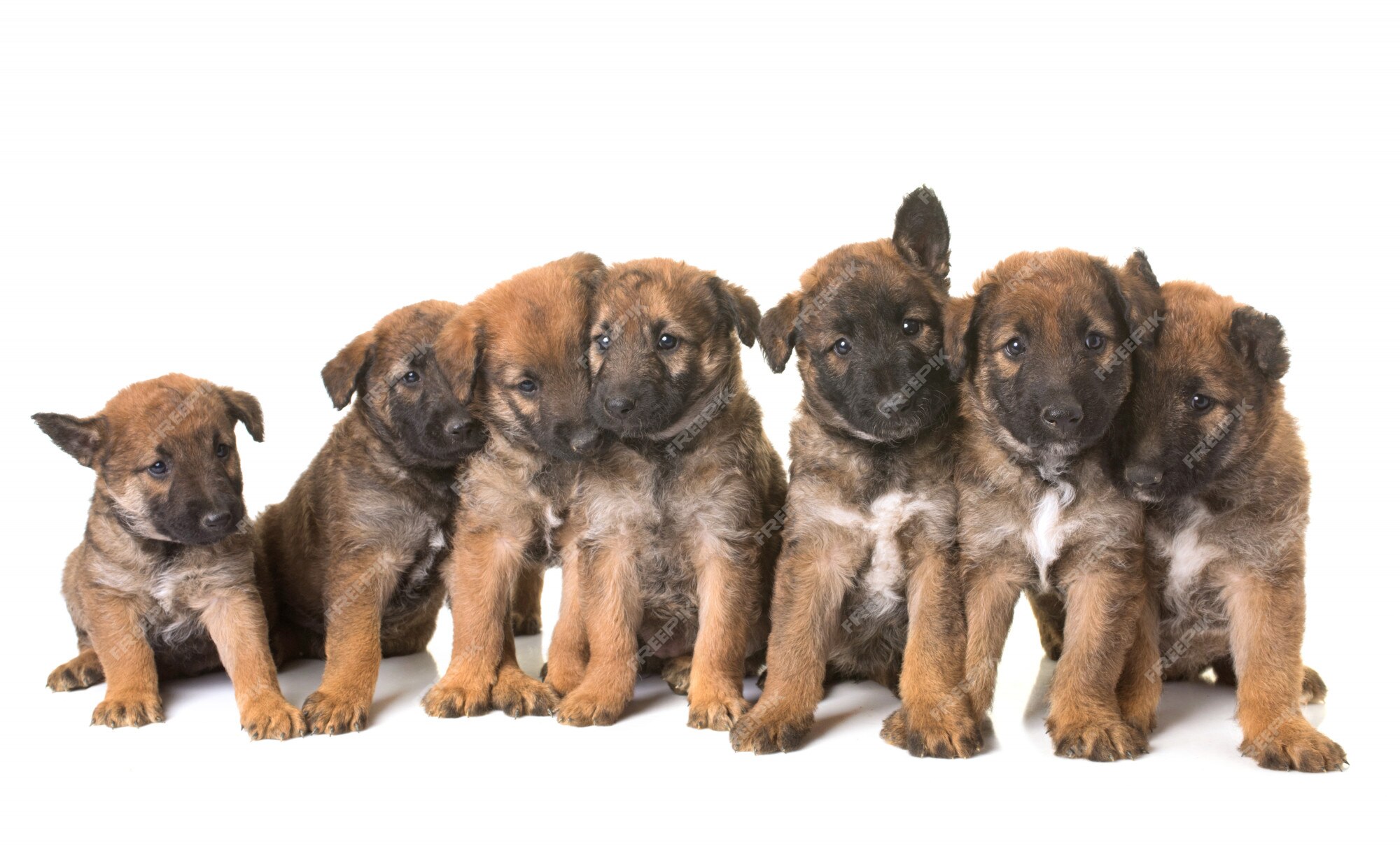 A Complete Guide to Belgian Laekenois Puppies: From Fluff to Fabulous