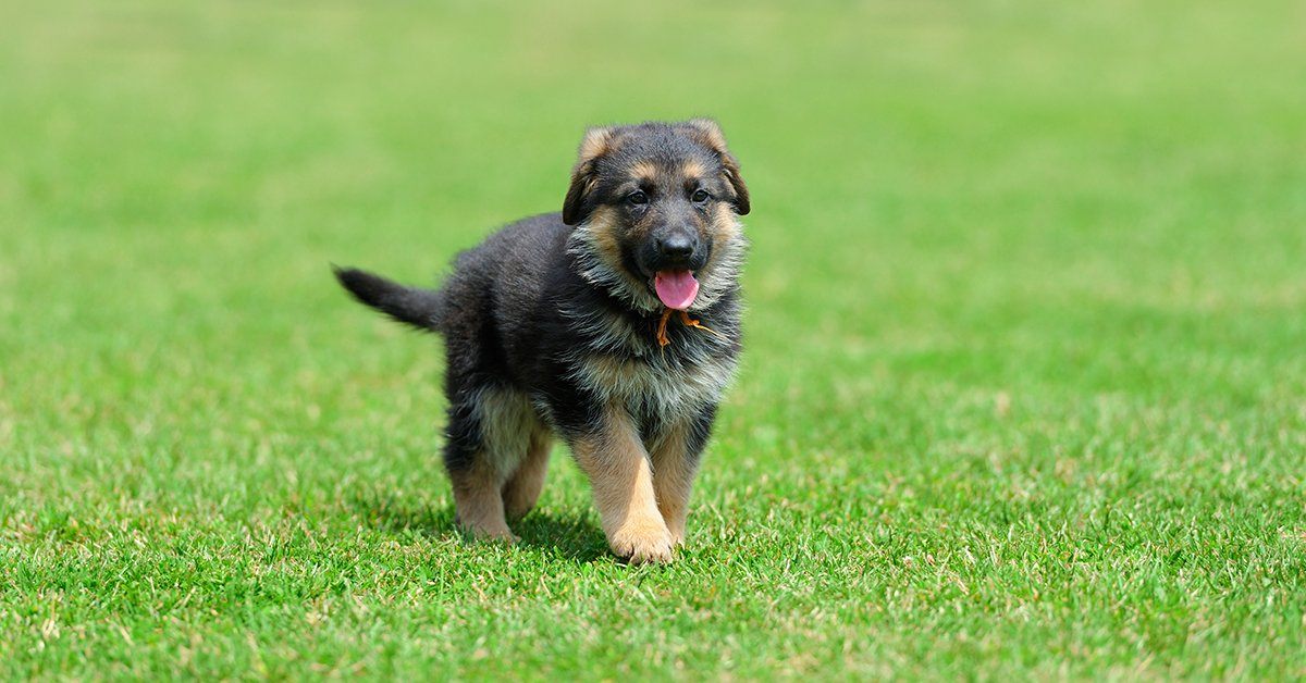 How Much is a German Shepherd Puppy? Evaluating the True Price of German Shepherd Puppies in 2024