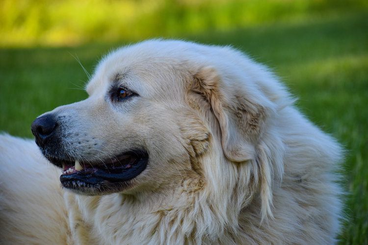 Anatolian Shepherd Mix Breeds: A Comprehensive Guide to the 5 Unique Blend