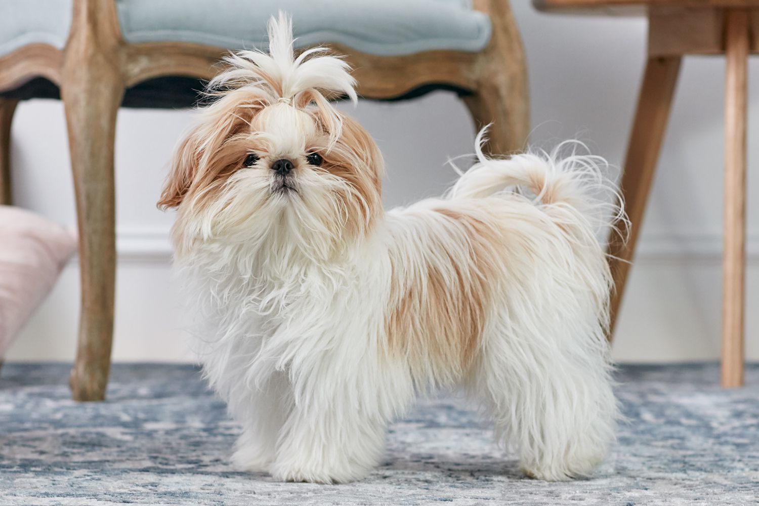 Exploring Shih Tzu for Sale and Choosing the Right Fit for Your Lifestyle in 2024