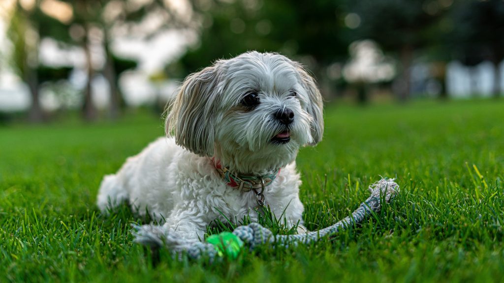 Exploring Shih Tzu for Sale and Choosing the Right Fit for Your Lifestyle in 2024