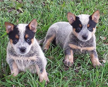 Texas Heeler Puppies: Exploring the 5 Unique Qualities and More!