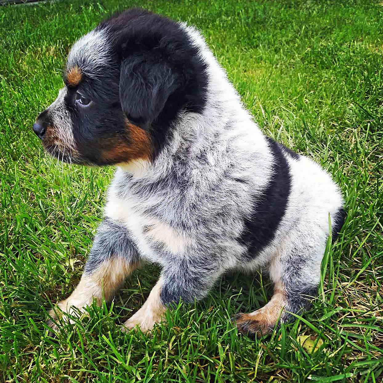 Texas Heeler Puppies for Sale and What You Need to Know: Bringing Home Joy