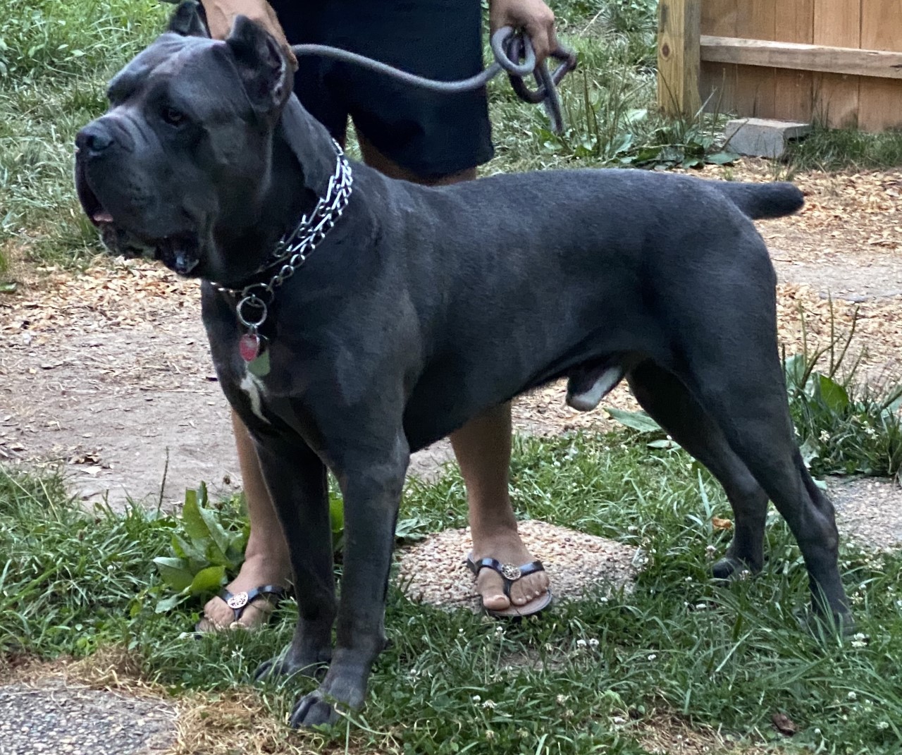 How to Train Cane Corso Complete Guide: 6 Training Techniques for a Happy and Obedient Dog