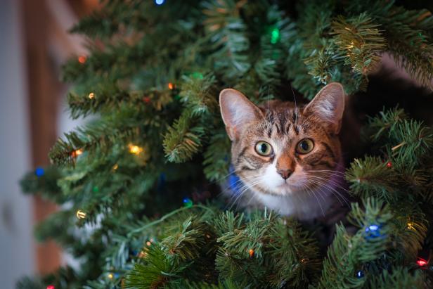 The Ultimate Guide to a Christmas Cat Tree: 2023 Tips for Designing a Merry Christmas Tree for Cats