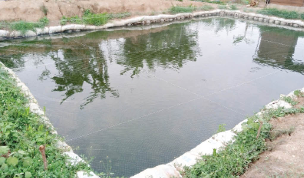 Catfish Farming Water Pond