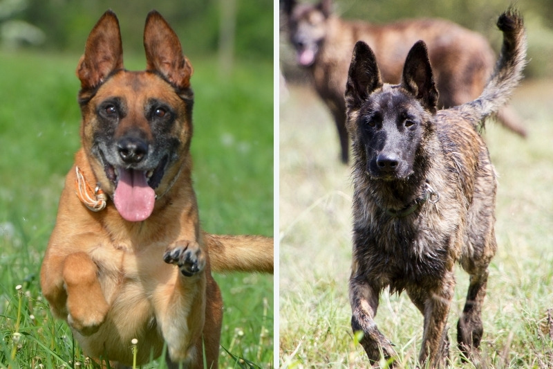  Dutch Shepherd vs Belgian Malinois – A Comprehensive Comparison of 2 Giant Breeds