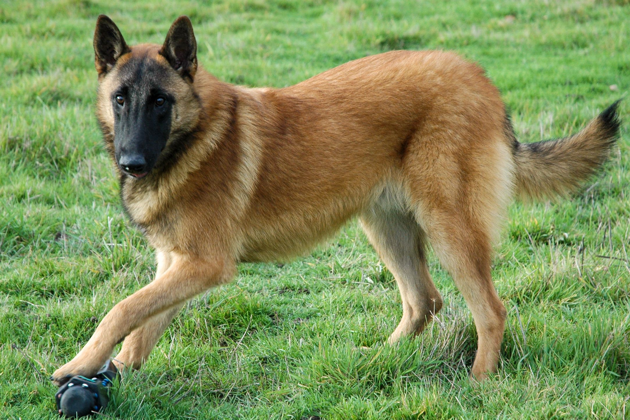 A Comprehensive Guide on How to Train a Belgian Malinois: 3 Steps Approach