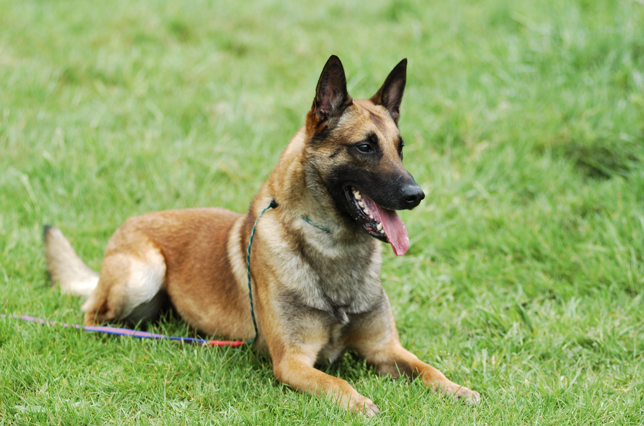 A Comprehensive Guide on How to Train a Belgian Malinois: 3 Steps Approach