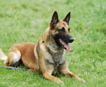A Complete Guide on How to Pronounce Belgian Malinois with Confidence in 2024