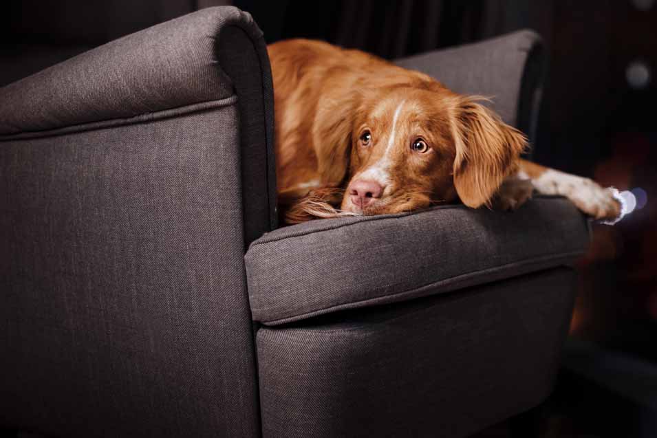Best Couch For Dog Owners