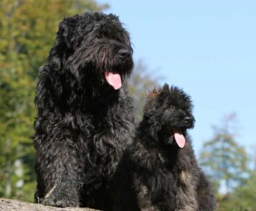 A Comprehensive Guide to Bouvier des Flandres Cost in 2024: Beyond the Initial Price Tag