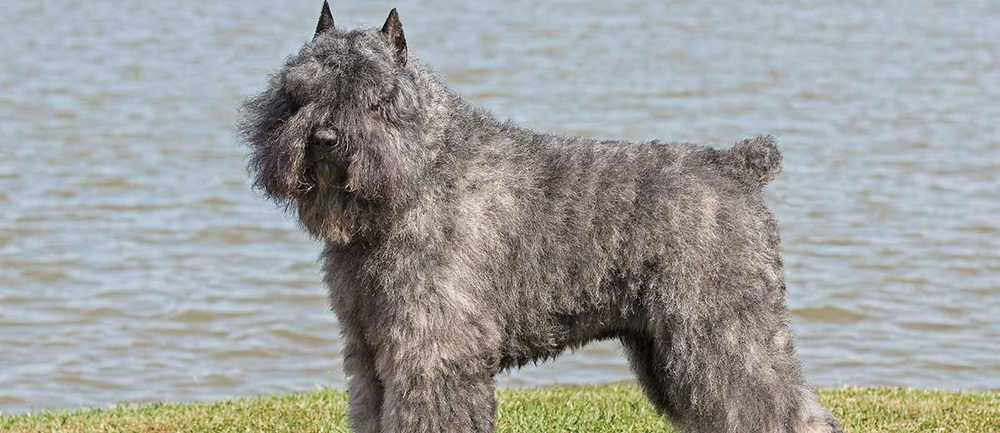 A Comprehensive Guide to Bouvier des Flandres Cost in 2024: Beyond the Initial Price Tag
