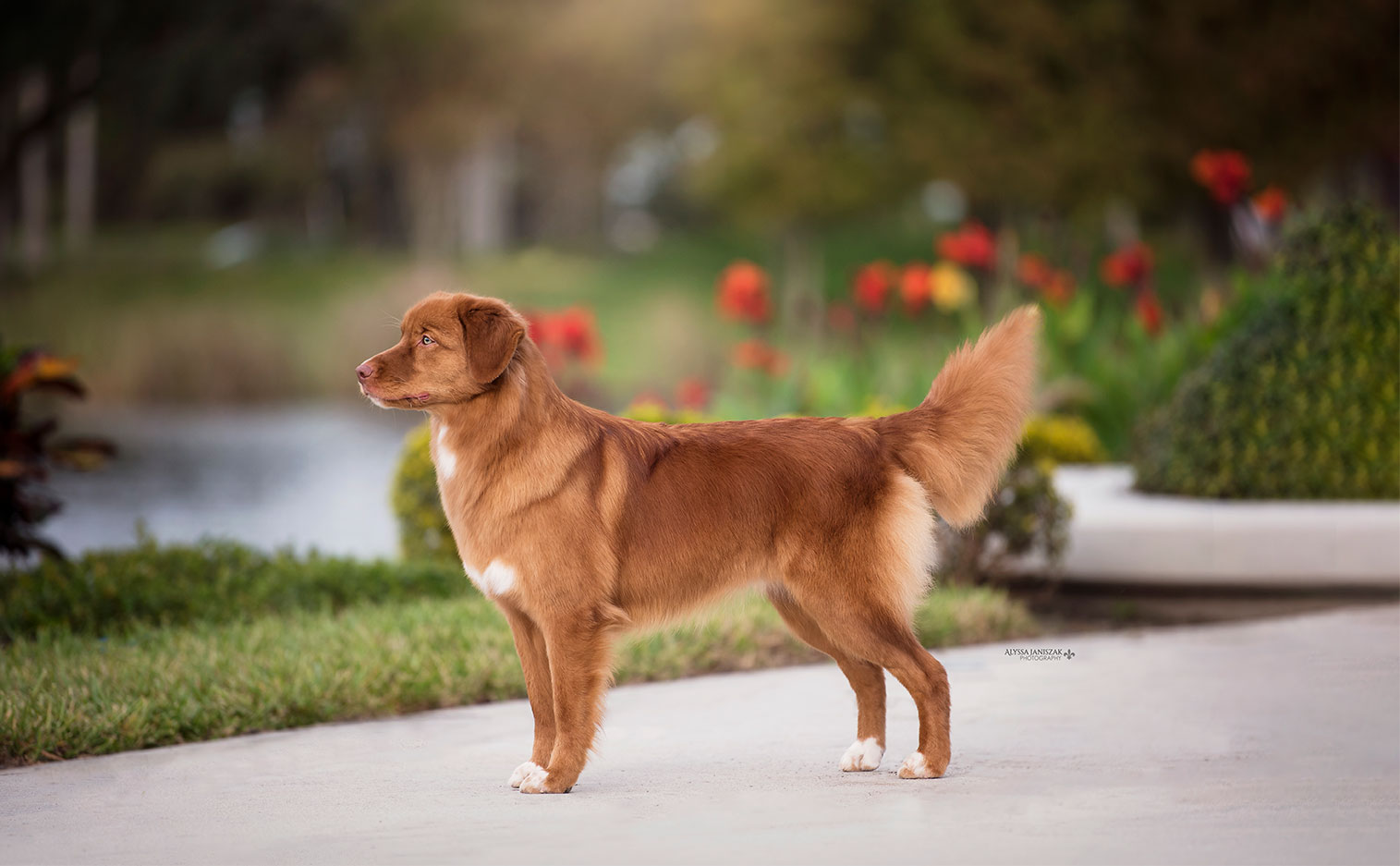  The Nova Scotia Duck Tolling Retriever Breeder at its Best: Exploring 6 Importance of Ethical Breeding 