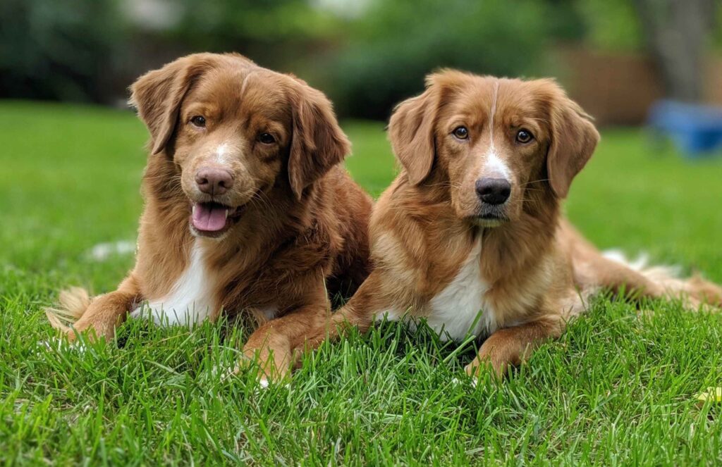The Nova Scotia Duck Tolling Retriever Breeder at its Best: Exploring 6 Importance of Ethical Breeding