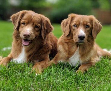 The Nova Scotia Duck Tolling Retriever Breeder at its Best: Exploring 6 Importance of Ethical Breeding