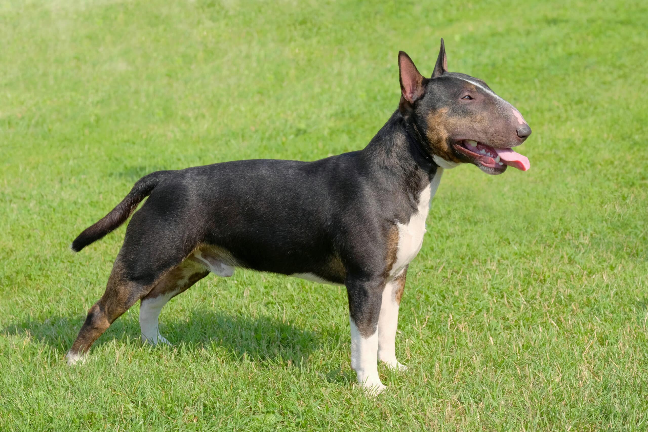 How Much is a Bull Terrier: Bull Terrier Comprehensive 2024 Price Guide