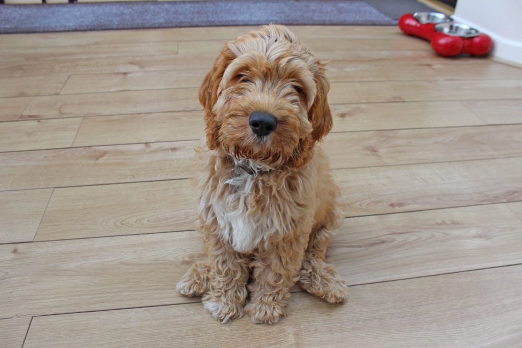 Clumberdoodle Clumber Spaniel Puppies: 6 Comprehensive Body Characteristics and Care