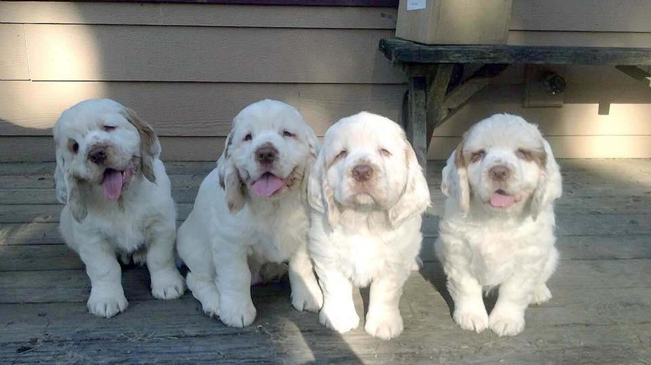 Clumberdoodle Clumber Spaniel Puppies: 6 Comprehensive Body Characteristics and Care