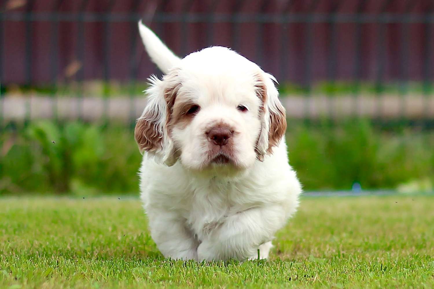 Clumber Spaniel Puppies for Sale: Discover the Perfect Furry Friend