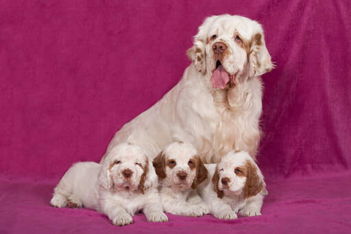 Clumber Spaniel Puppies for Sale: Discover the Perfect Furry Friend