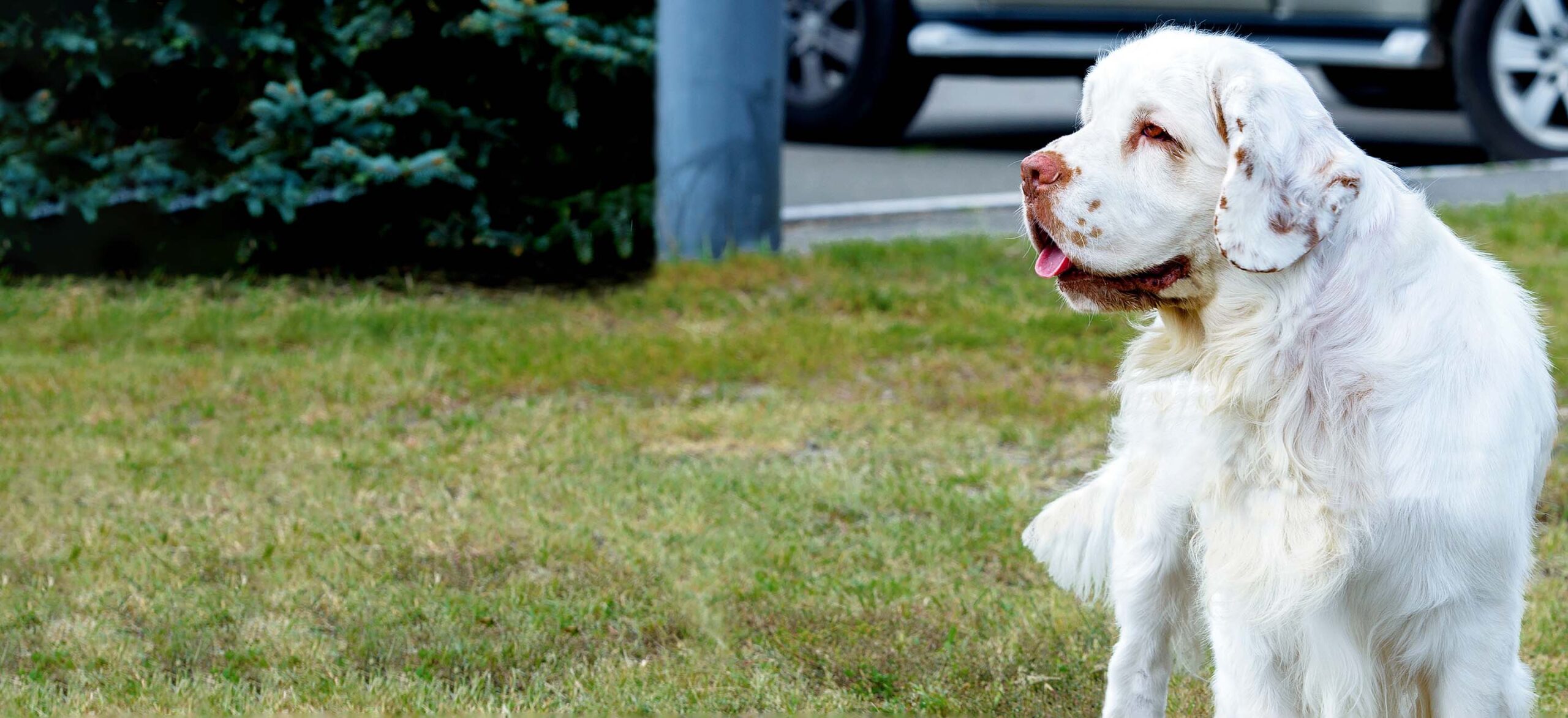 A Deep Dive into Clumber Spaniel Price: A Breakdown of Expenses for Prospective Pet Parents